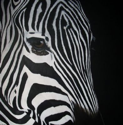 zebra